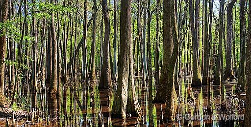 Mississippi Swamp_47122-3.jpg - Photographed near Grenada, Mississippi, USA.